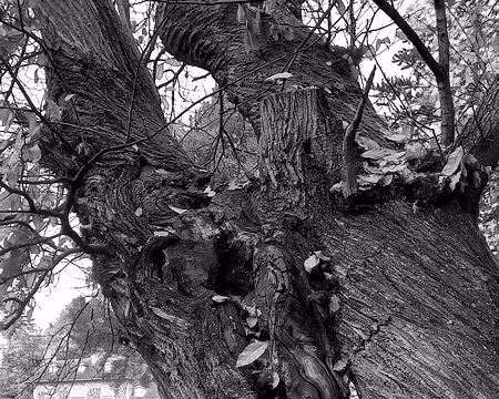 20251116_121939-01 Vieux châtaigner