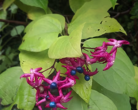 20251116_124459-01 Clerodendron