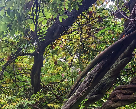 20251116_124618-01 Glycine