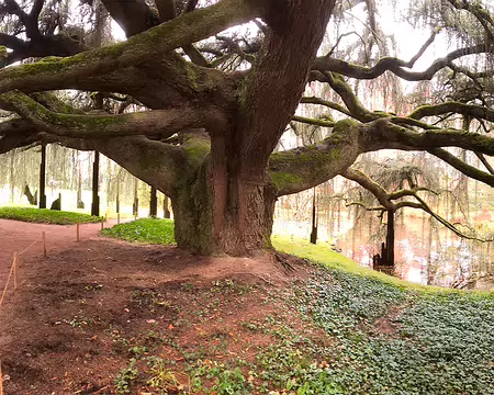 20251116_124813-01 Immense Cèdre bleu pleureur de l'Atlas, unique au monde, star de l'arboretum de la Vallée aux Loups. Photo Marina Fulchiron.