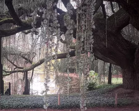 20251116_130201-02-01 Sous le cèdre