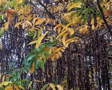 20251116_145115-01 Noyer du Caucase