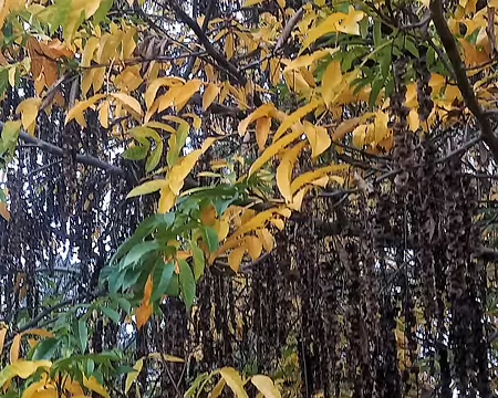 20251116_145115-01 Noyer du Caucase