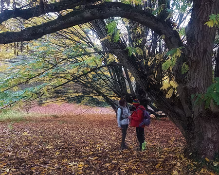 20251116_145135-01 Sous le noyer du Caucase