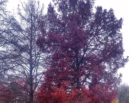 20251116_145630-01 Cyprès chauve