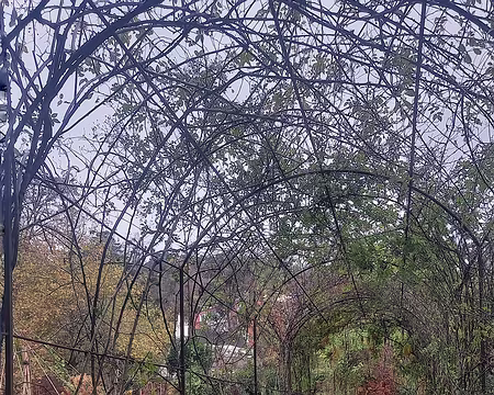 20251116_151407-01 L'Île Verte à Châtenay-Malabry.