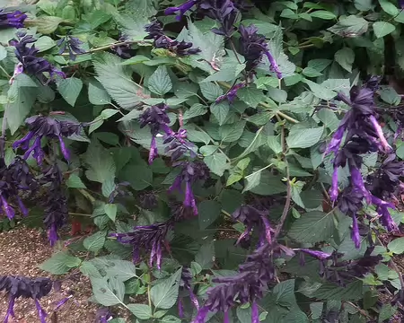 20251116_151441-01 Sauge guarini