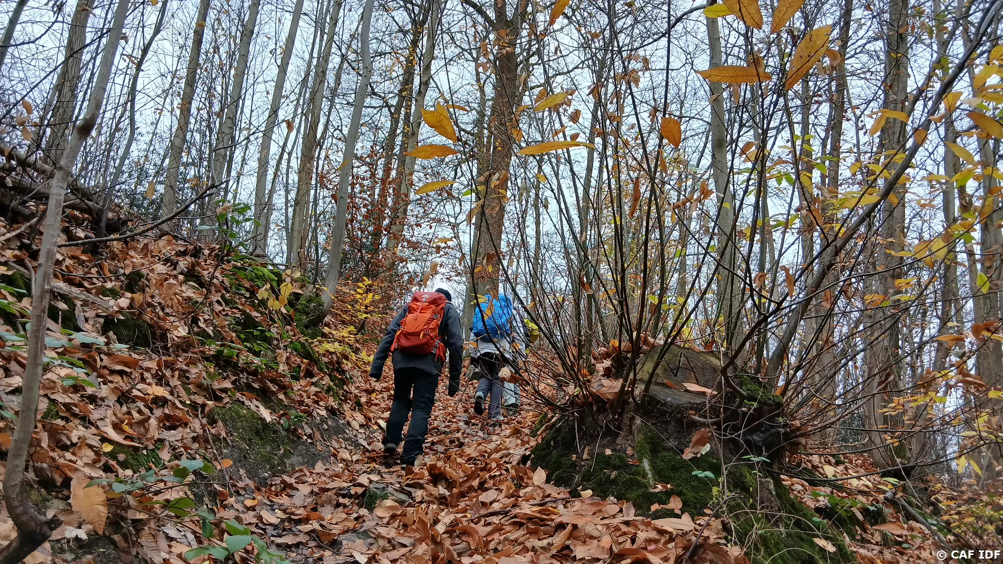 002 Première montée dans la forêt domaniale de Fausses Reposes, au sud de Vaucresson
