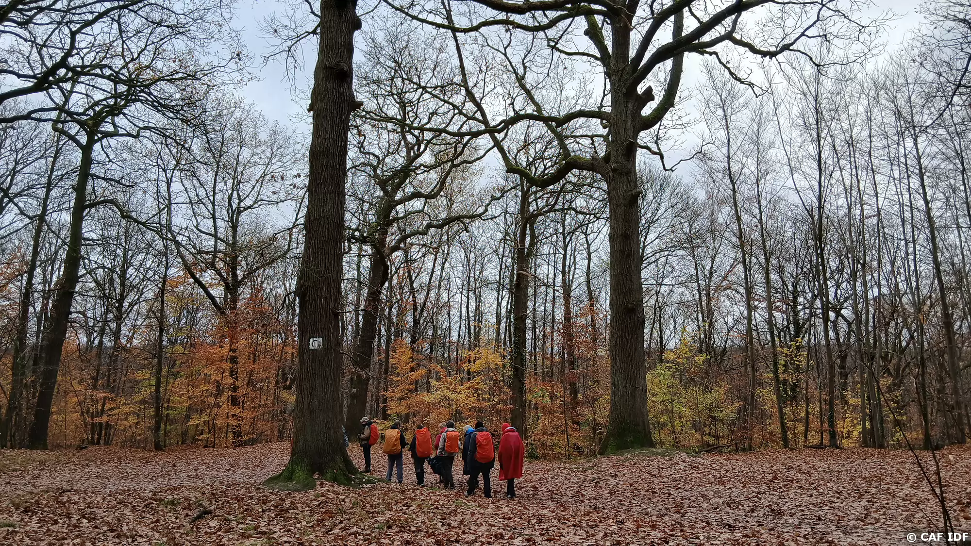 004 Grands chênes dans la forêt de Fausses Reposes
