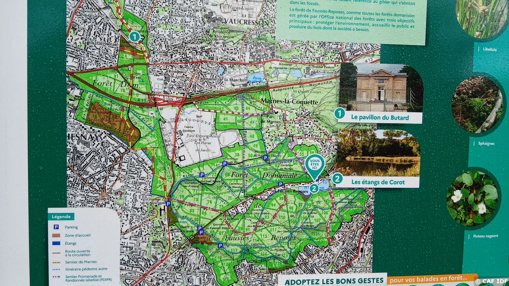 006 La forêt domaniale de Fausses Reposes, au sud de Vaucresson, est une ancienne forêt royale