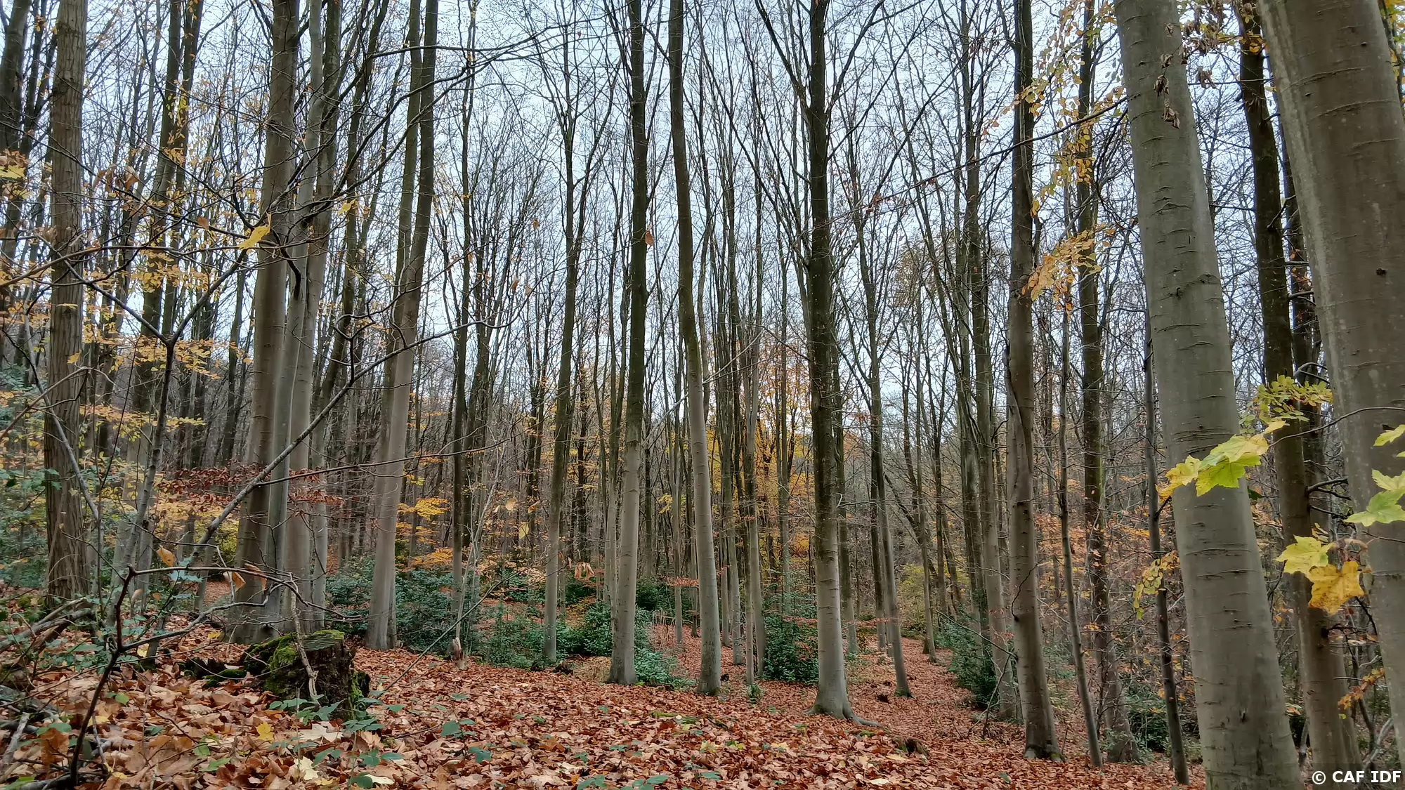 014 Hêtres dans la forêt de Fausses Reposes