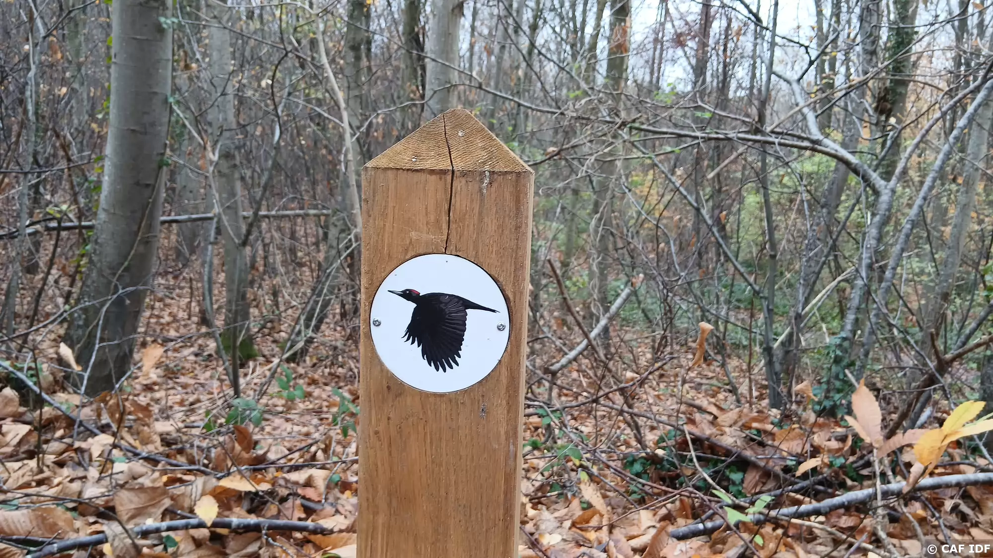 015 Le parcours pédagogique du Pic noir relie les étangs de Corot (au nord) à Chaville (au sud)