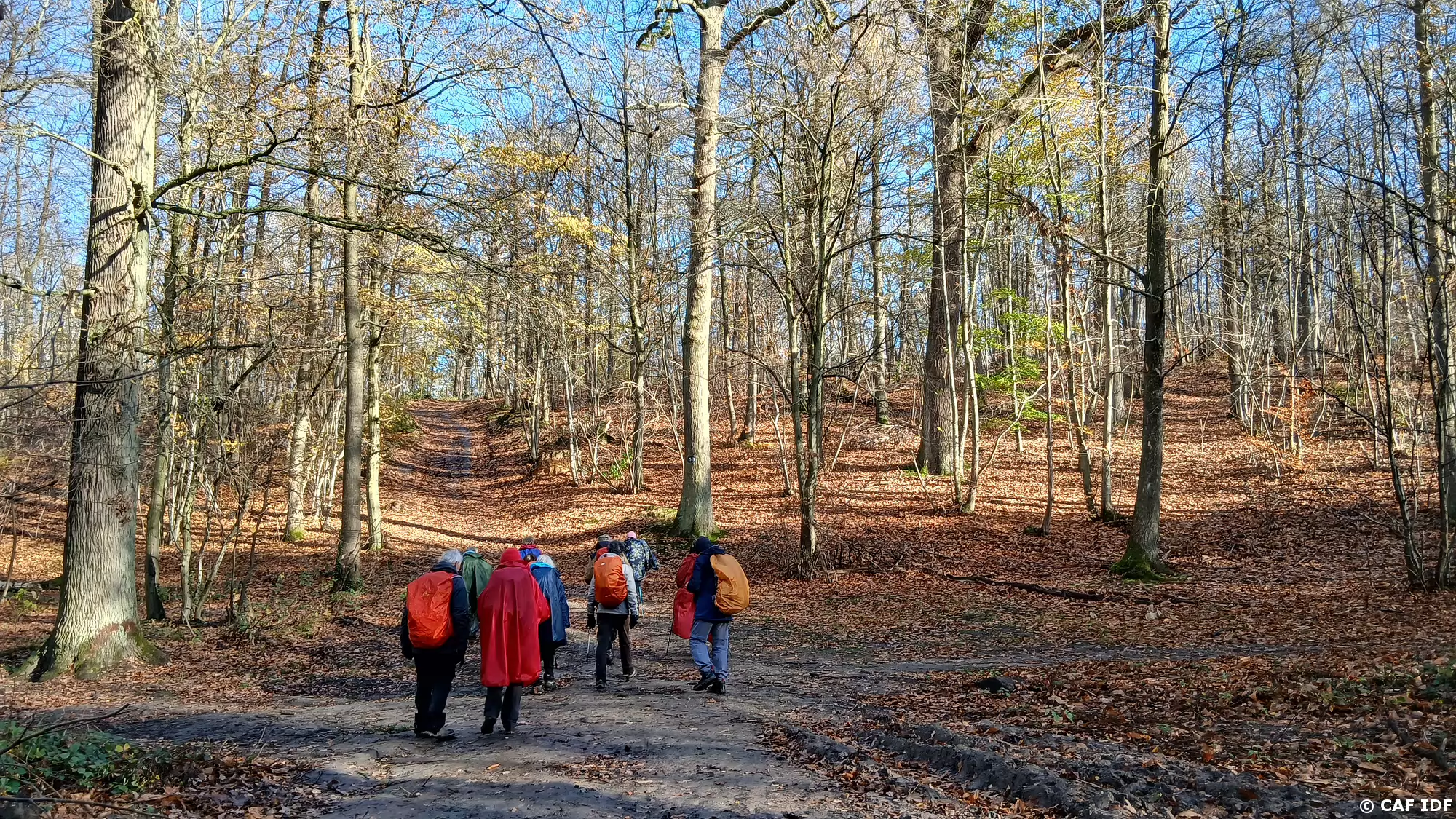 026 Ombre et lumière dans la forêt de Meudon, ancienne réserve de chasse royale
