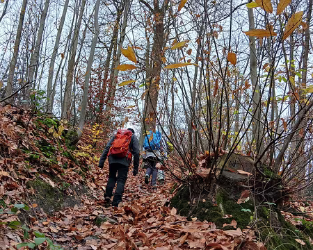 002 Première montée dans la forêt domaniale de Fausses Reposes, au sud de Vaucresson