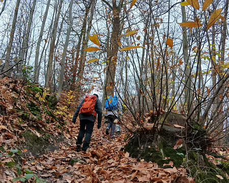 002 Première montée dans la forêt domaniale de Fausses Reposes, au sud de Vaucresson