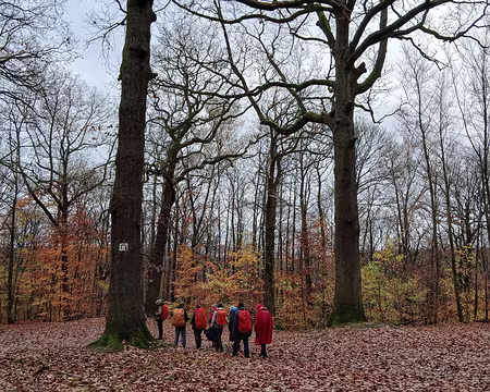 004 Grands chênes dans la forêt de Fausses Reposes
