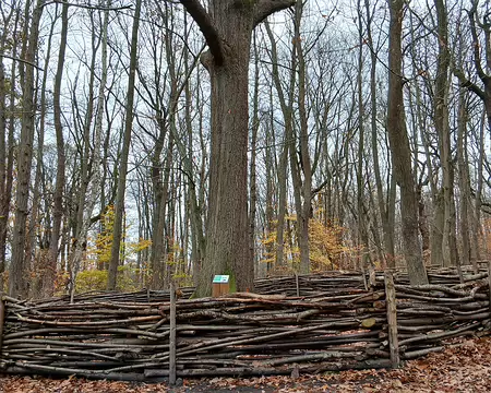 013 Retour dans la forêt de Fausses Reposes. Le chêne Corot, arbre remarquable, est protégé par un plessis