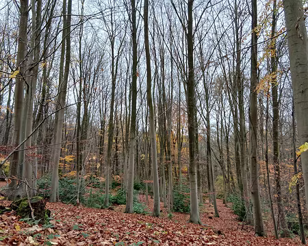 014 Hêtres dans la forêt de Fausses Reposes
