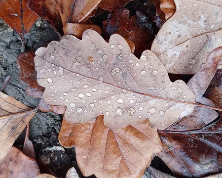 017 Quelques gouttes de pluie