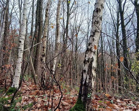 021 Bouleaux dans la forêt de Meudon, la plus grande forêt des Hauts-de-Seine (1100 ha)