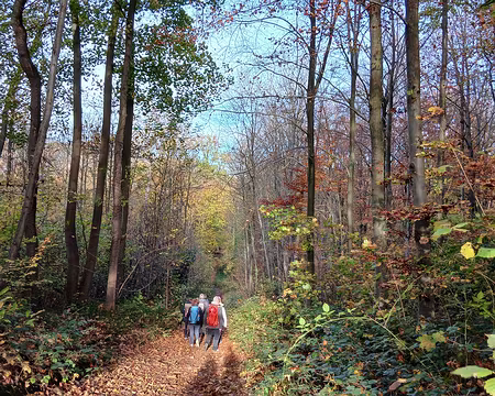 004 Chemin forestier dans le bois de la Celle