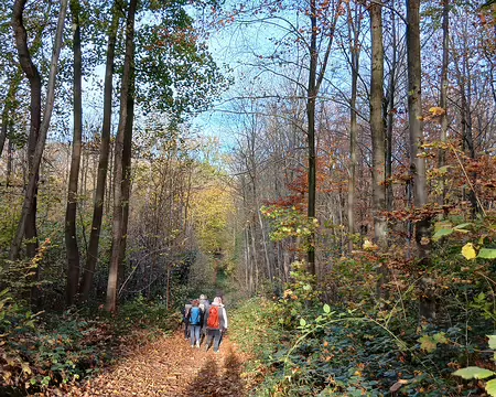 004 Chemin forestier dans le bois de la Celle