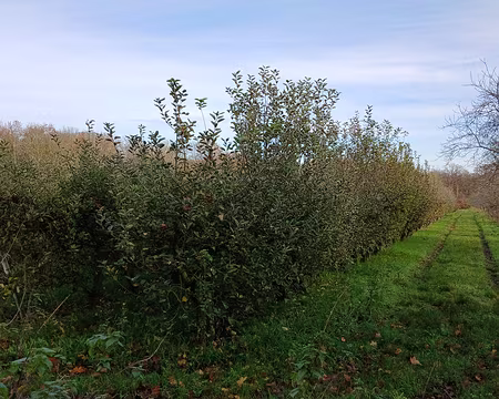 008 Vergers le long du chemin des Gressets (Louveciennes)