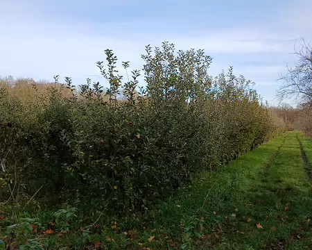 008 Vergers le long du chemin des Gressets (Louveciennes)