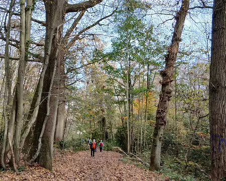 010 Le bois de Louveciennes