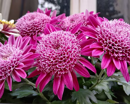 043 Marly, ville fleurie