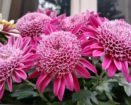 043 Marly, ville fleurie