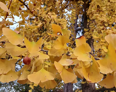 049 Le feuillage jaune vif du Ginkgo biloba