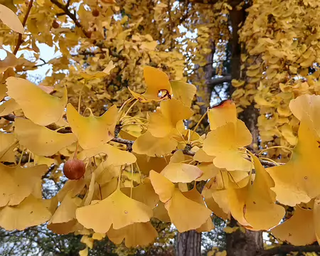 049 Le feuillage jaune vif du Ginkgo biloba