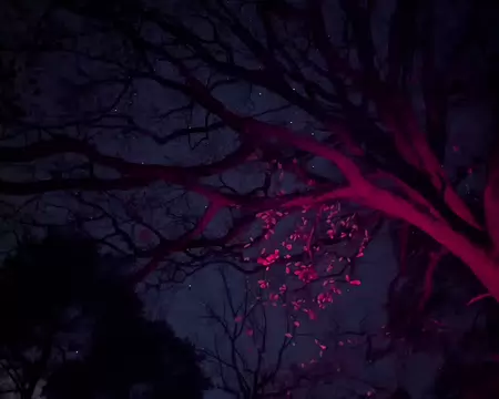 PXL_20251115_192831211.NIGHT Impression nocturne.