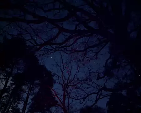 PXL_20251115_192925613.NIGHT Ciel étoilé sans lune, pour cette fois