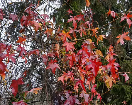 021 Copalme (liquidambar)