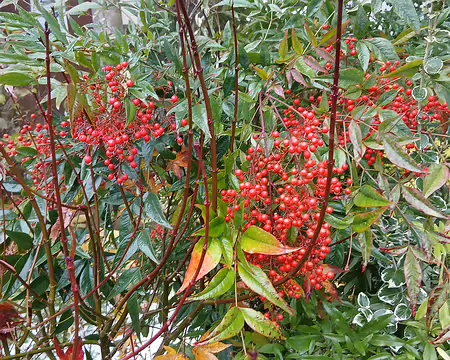 025 Nandina