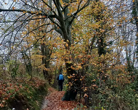 042 Hêtre aux couleurs de l’automne