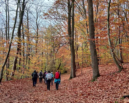005 Chênes, hêtres, érables, et charmes composent la partie boisée du domaine