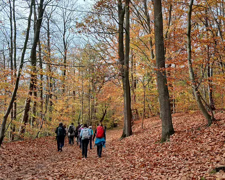 005 Chênes, hêtres, érables, et charmes composent la partie boisée du domaine