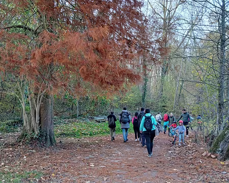035 Cyprès chauve au bord du sentier qui longe l’étang de Saint-Cucufa