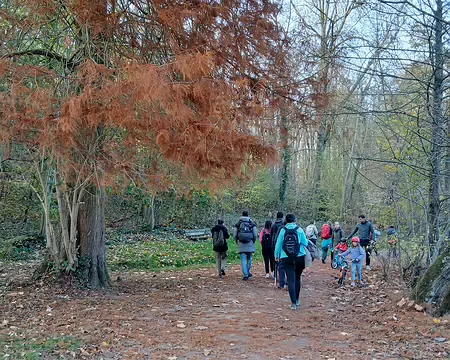 035 Cyprès chauve au bord du sentier qui longe l’étang de Saint-Cucufa