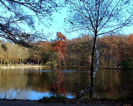 036 Lumière du soir sur l’étang de Saint-Cucufa