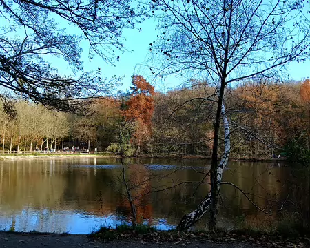 036 Lumière du soir sur l’étang de Saint-Cucufa
