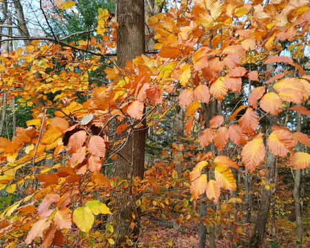 004 Les couleurs de l’automne