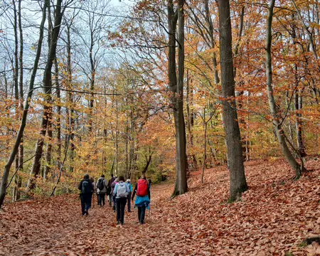 005 Chênes, hêtres, érables, et charmes composent la partie boisée du domaine