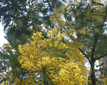 P1220430 Mimosa francilien
