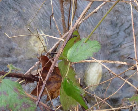 P1220444 Anodontes, moules d'eau douce dans la Bièvre