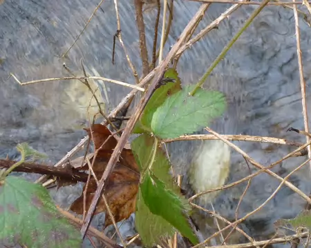 P1220444 Anodontes, moules d'eau douce dans la Bièvre