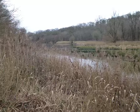 P1220455 Roselière de l'Etang du Moulin au Renard